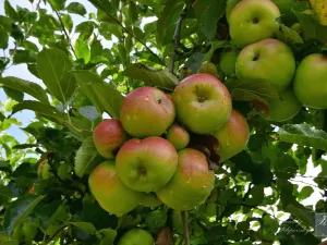 Prodej zahrady, Chlumec, 467 m2