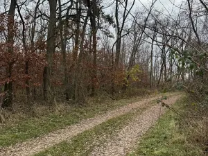 Prodej podílu lesa, Lesonice, 814 m2