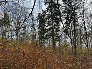 Prodej lesa, Ludmírov, 9585 m2