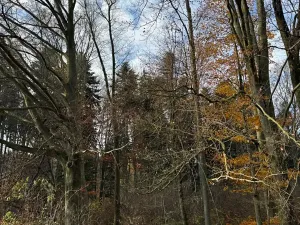 Prodej lesa, Ludmírov, 9585 m2