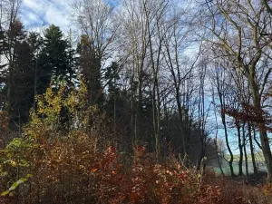 Prodej lesa, Ludmírov, 9585 m2