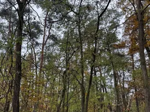 Prodej lesa, Budyně nad Ohří, 3763 m2