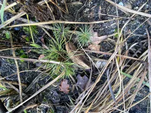 Prodej lesa, Veliny, 4968 m2