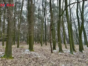 Prodej lesa, Ostřetín, 21595 m2