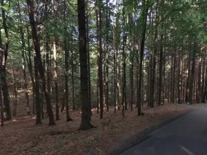 Prodej lesa, Hartinkov, 8121 m2