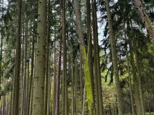 Prodej lesa, Chrášťany, 11900 m2