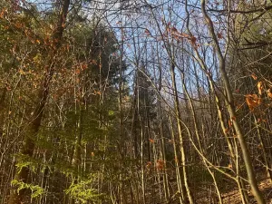 Prodej lesa, Huslenky, 11045 m2