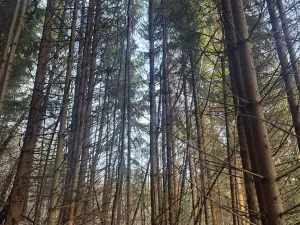 Prodej lesa, Huslenky, 11045 m2