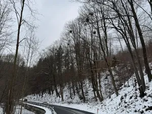 Prodej lesa, Malá Bystřice, 54751 m2