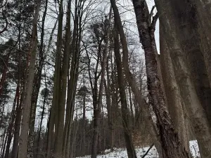 Prodej lesa, Malá Bystřice, 54751 m2