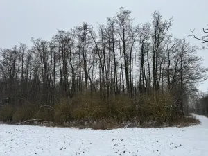 Prodej podílu lesa, Ivančice, 2330 m2