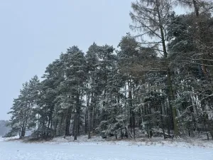 Prodej podílu lesa, Svéradice, 2590 m2