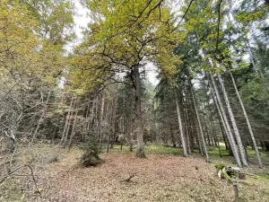 Prodej lesa, Lipí - Kaliště u Lipí, 23659 m2