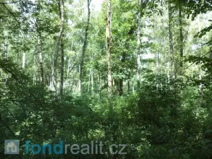 Prodej pozemku, Kaplice - Blansko, 19480 m2