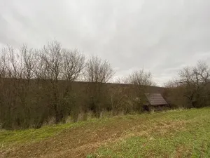 Dražba lesa, Šarovy, 11619 m2