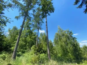 Dražba lesa, Kropáčova Vrutice, 15167 m2