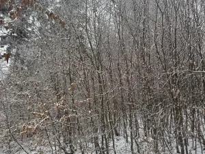 Prodej lesa, Janová, 7449 m2