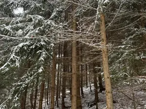 Prodej lesa, Janová, 7449 m2