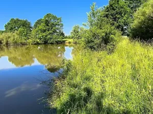Prodej rybníku, Okrouhlá, 6048 m2