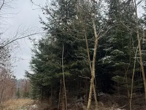 Prodej lesa, Lutonina, 18019 m2