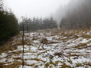 Dražba louky, Horní Planá, 3804 m2