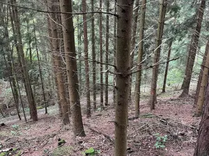 Dražba lesa, Záhoří, 3816 m2