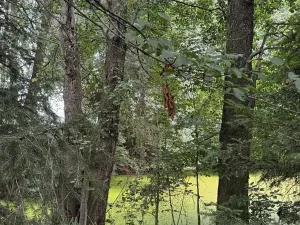 Prodej podílu lesa, Kojice, 4203 m2