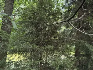 Prodej podílu lesa, Kojice, 4203 m2