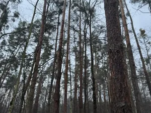 Prodej podílu lesa, Břehy, 1092 m2