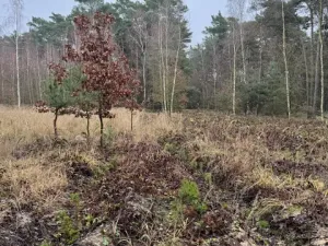 Prodej lesa, Libotenice, 63021 m2