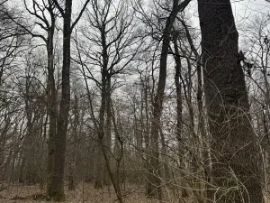 Prodej lesa, Veselí nad Moravou, 2272 m2