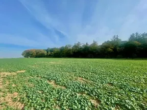 Prodej pole, Praha - Liboc, Na Padesátníku I, 24066 m2