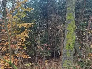 Prodej podílu lesa, Stará Paka, 2755 m2