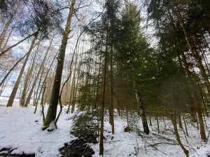 Prodej lesa, Volfířov - Brandlín, 3892 m2