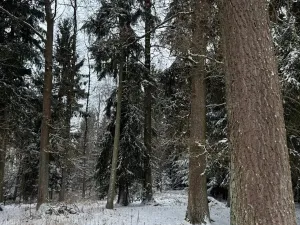 Prodej lesa, Olešník, 5100 m2