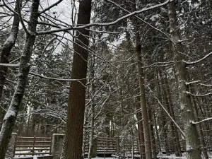 Prodej lesa, Olešník, 5100 m2