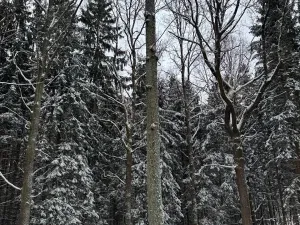 Prodej lesa, Olešník, 5100 m2