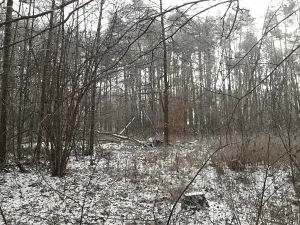 Prodej lesa, Řípec, 27546 m2