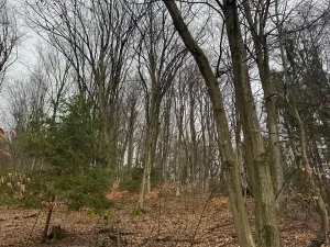 Prodej lesa, Huslenky, 16650 m2