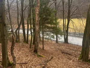 Prodej lesa, Huslenky, 29988 m2