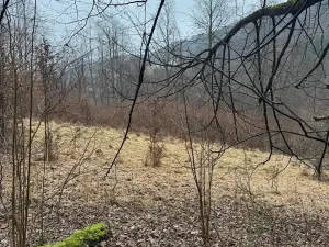 Prodej lesa, Huslenky, 29988 m2