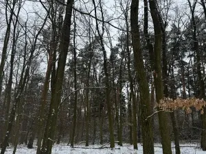 Prodej podílu lesa, Štítary, 3942 m2