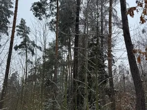 Prodej lesa, Milejovice, 2791 m2