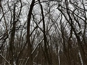 Prodej podílu lesa, Nikolčice, 3584 m2