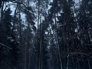 Prodej podílu lesa, Horšovský Týn, 4280 m2