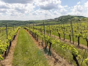 Prodej rodinného domu, Pavlov, Na Návsi, 200 m2