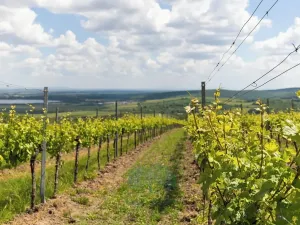 Prodej rodinného domu, Pavlov, Na Návsi, 200 m2