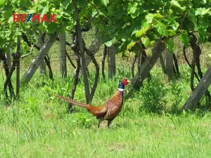 Prodej chaty, Kyjov, 20 m2