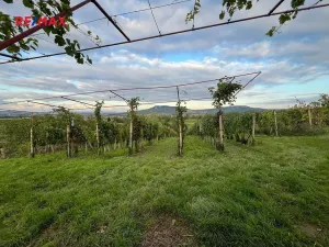 Prodej sadu/vinice, Dolní Dunajovice, 3118 m2
