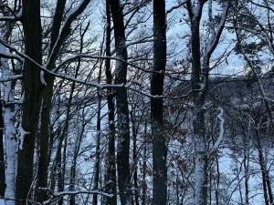 Prodej lesa, Dolní Bousov, 59634 m2